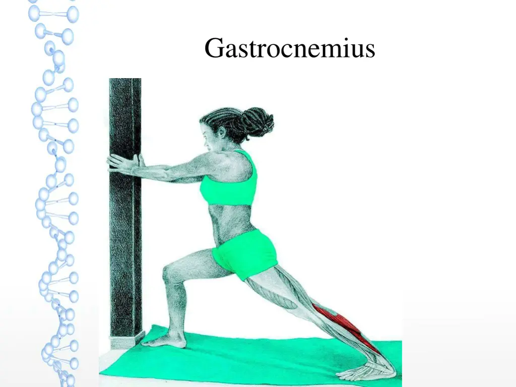 gastrocnemius