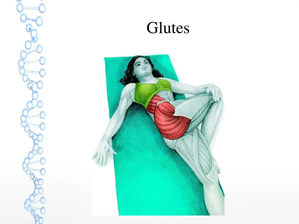 glutes