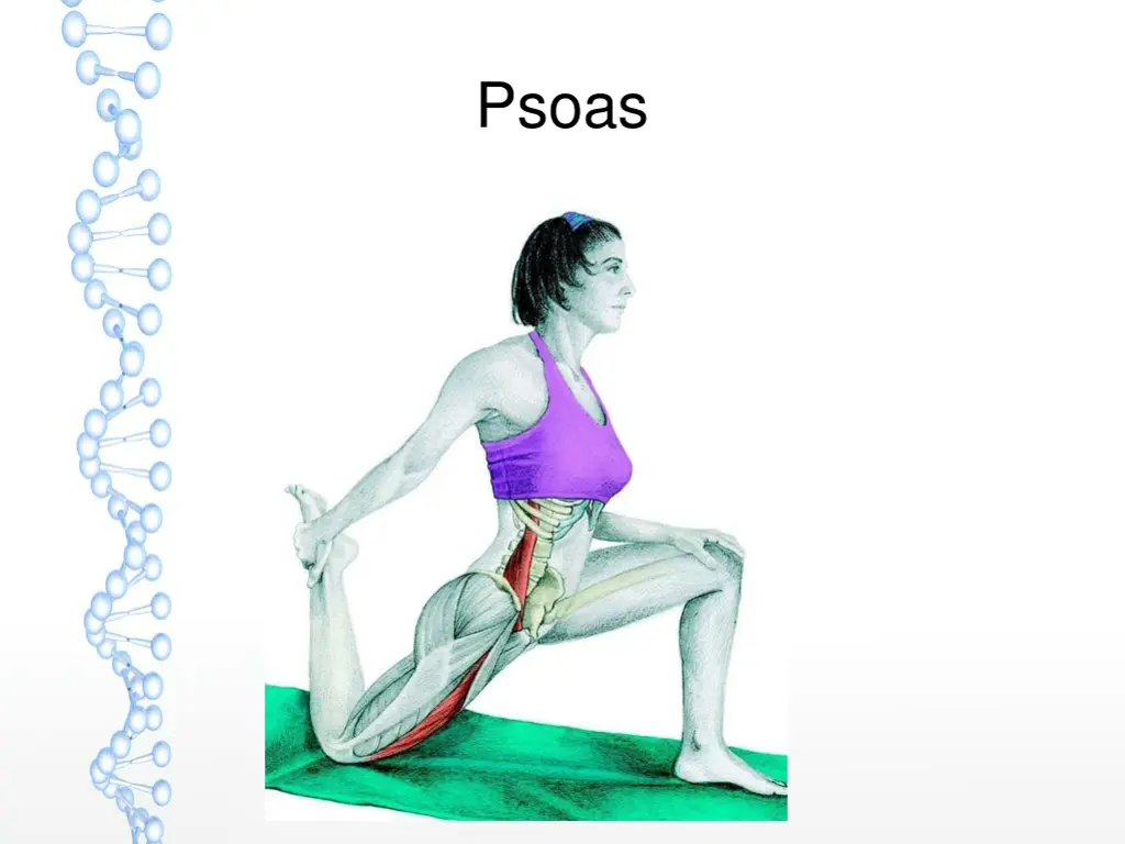 psoas