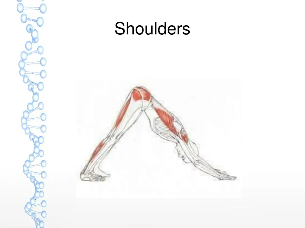 shoulders