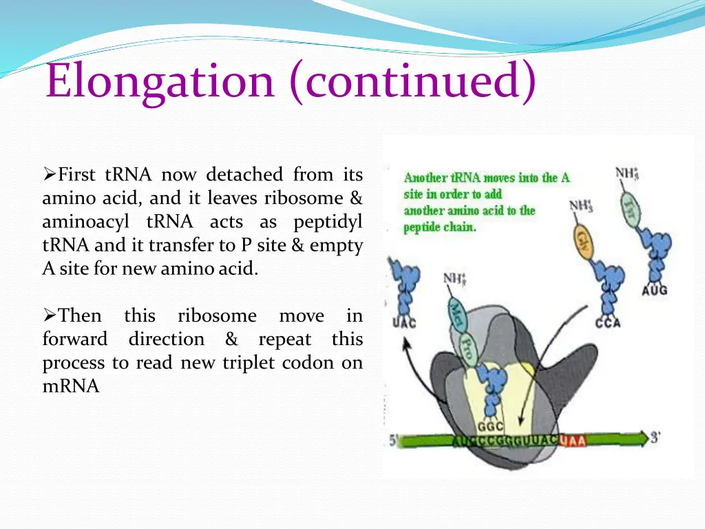 elongation continued