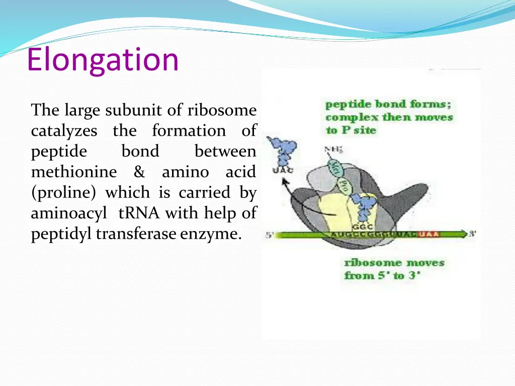 elongation