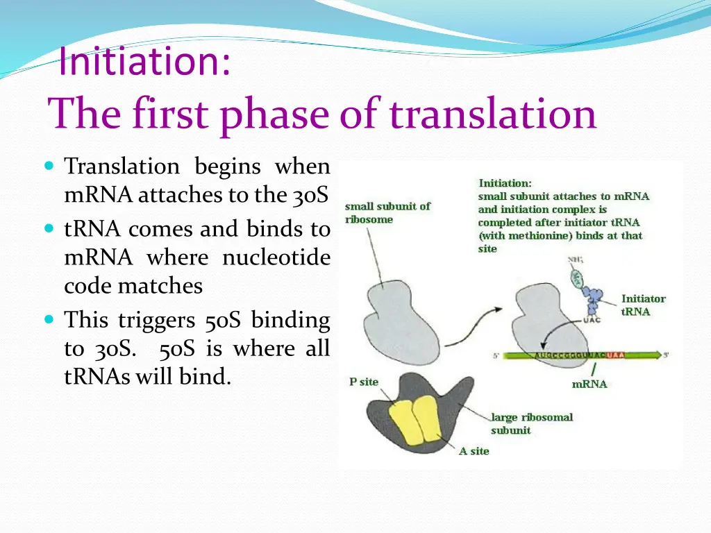 initiation the first phase of translation