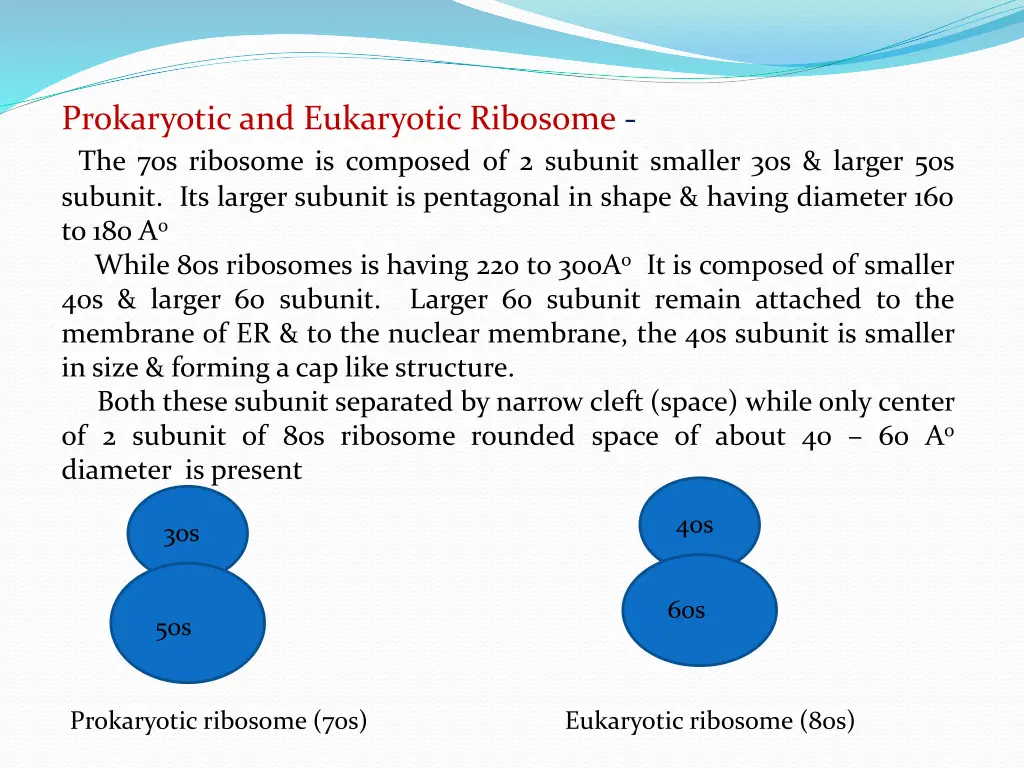 prokaryotic and eukaryotic ribosome