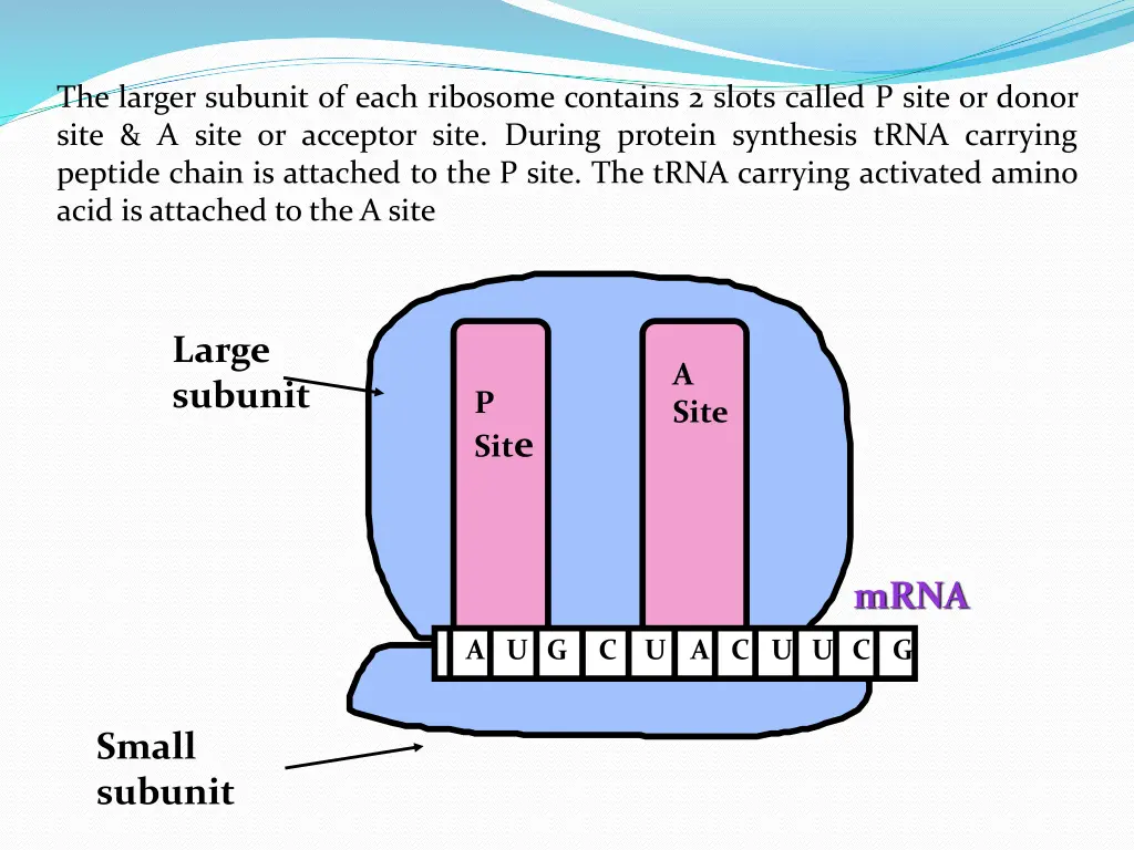 the larger subunit of each ribosome contains
