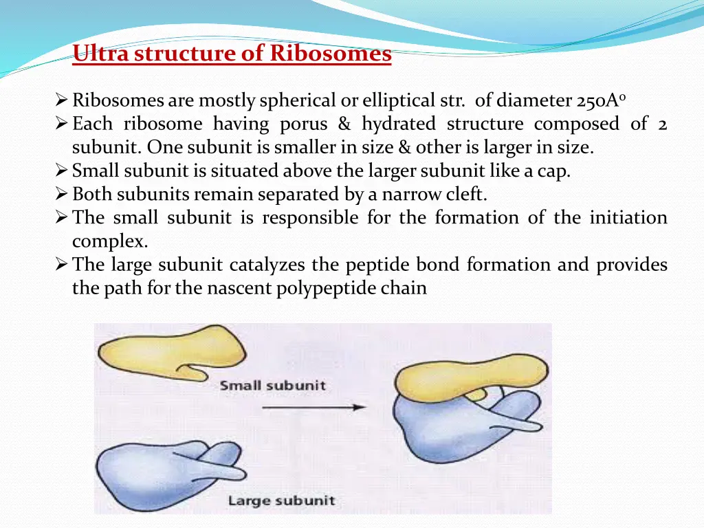 ultra structure of ribosomes ribosomes are mostly