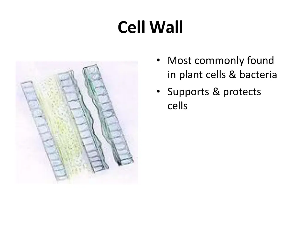 cellwall