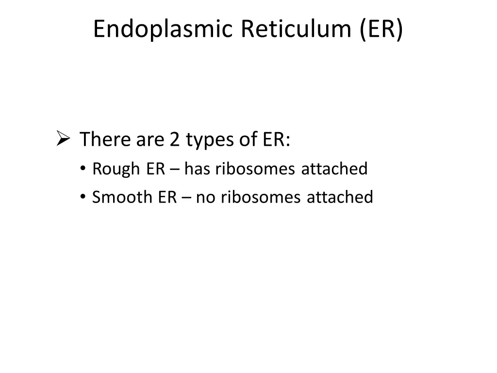 endoplasmic reticulum er