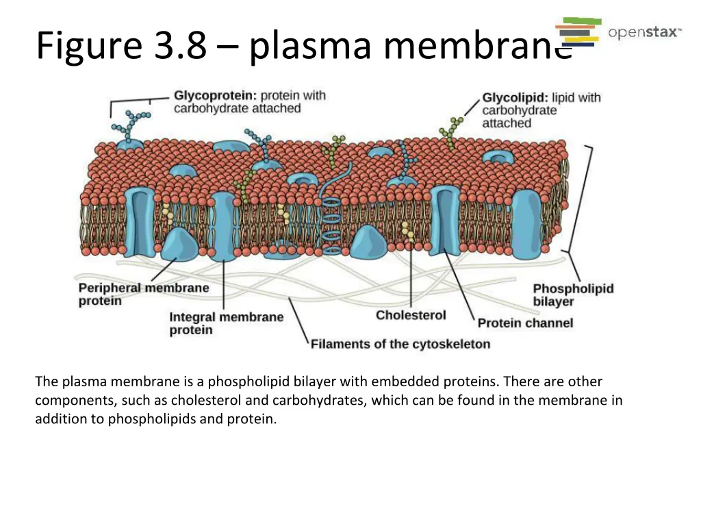 figure 3 8 plasma membrane