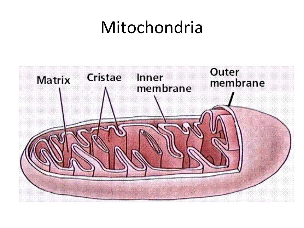 mitochondria 2