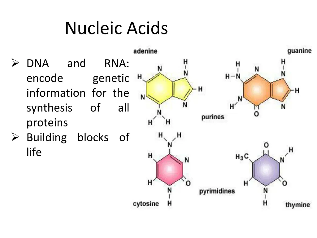 nucleic acids