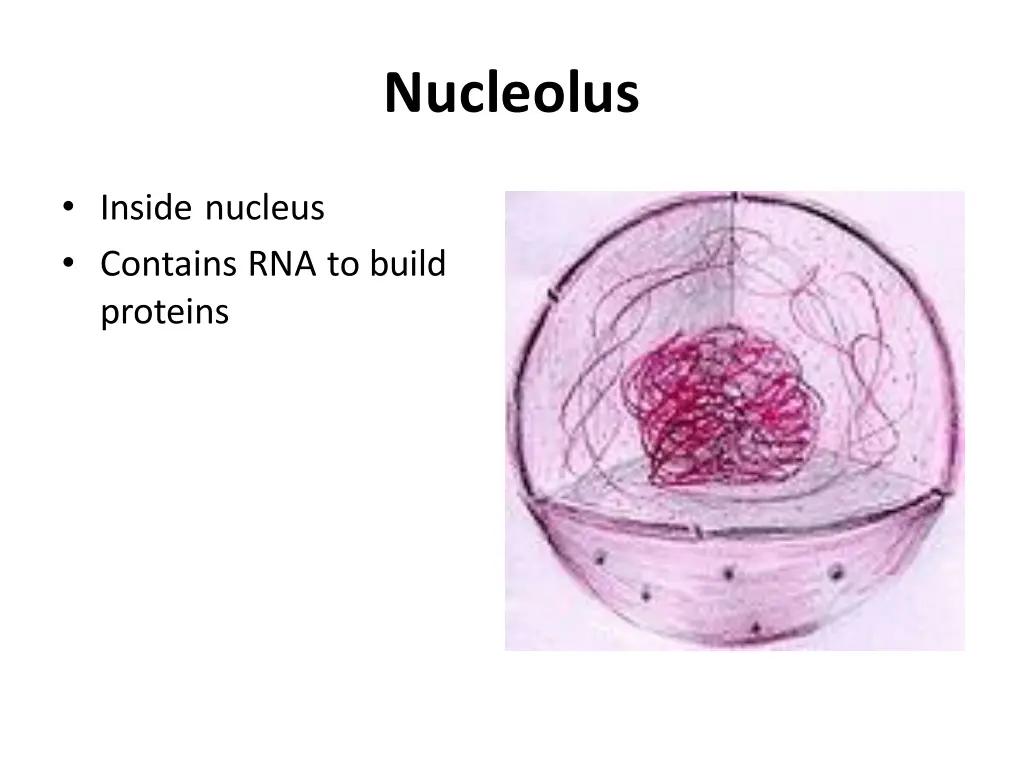 nucleolus