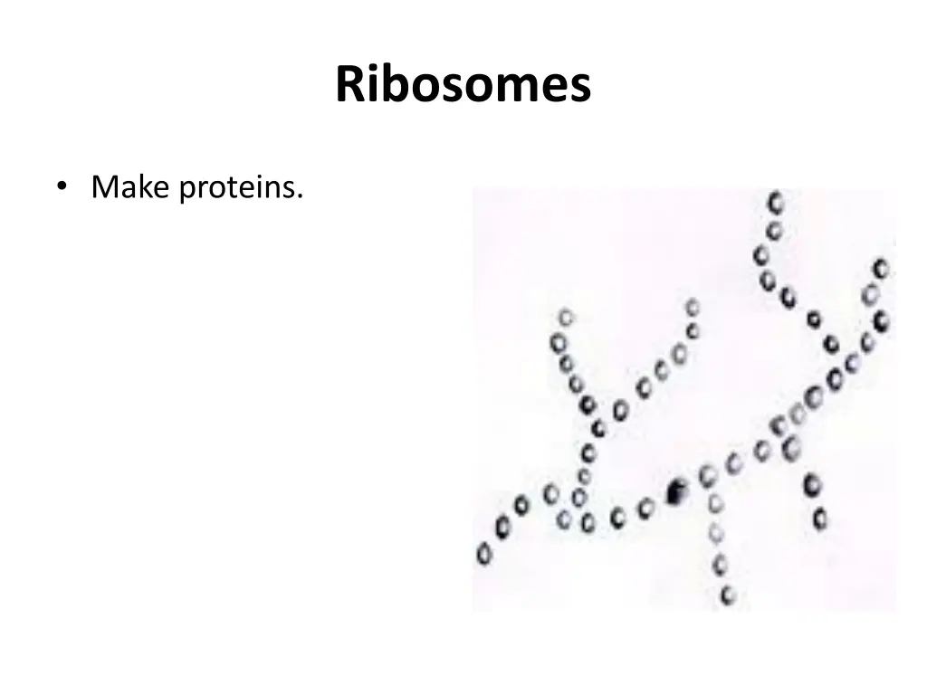 ribosomes