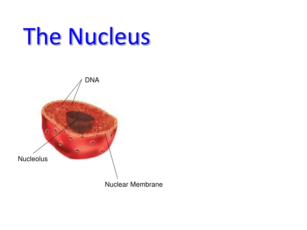 the nucleus