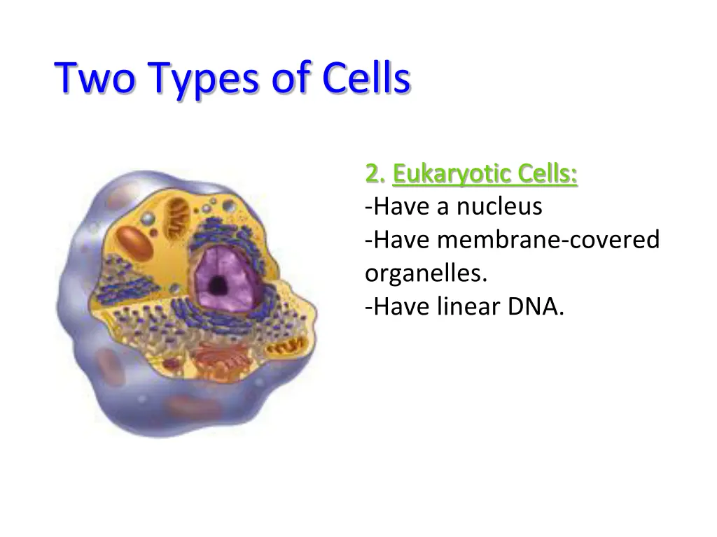 two types of cells 1