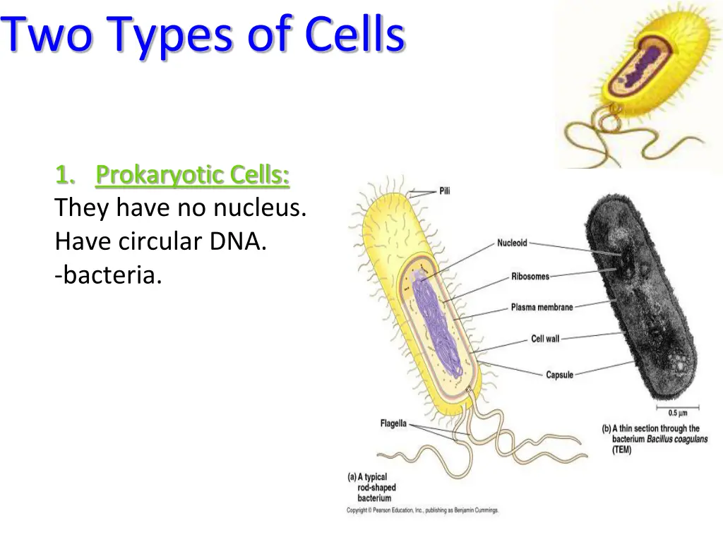 two types of cells