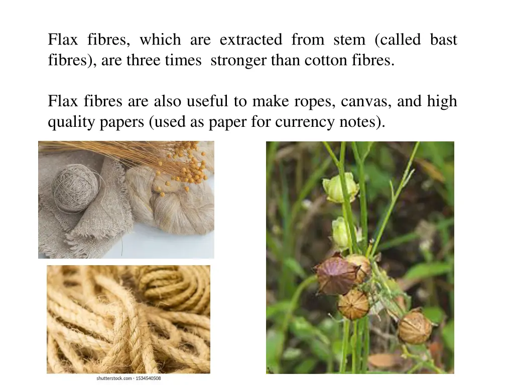 flax fibres which are extracted from stem called