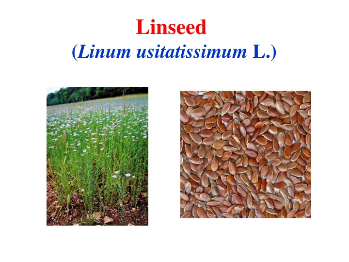 linseed