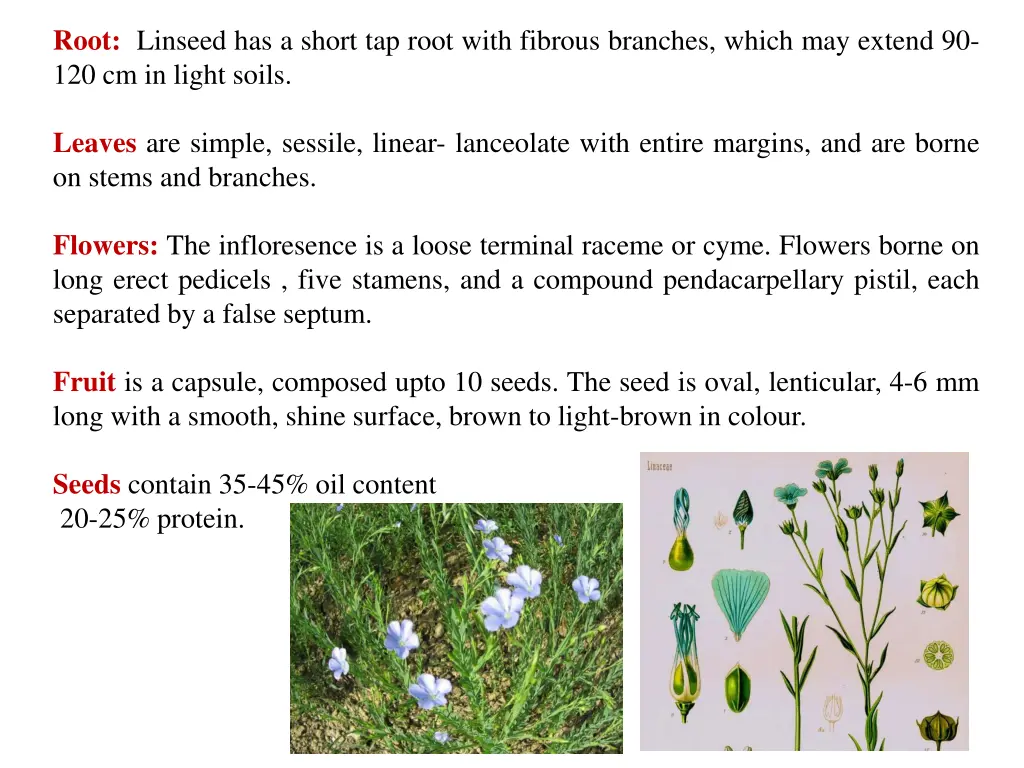 root linseed has a short tap root with fibrous