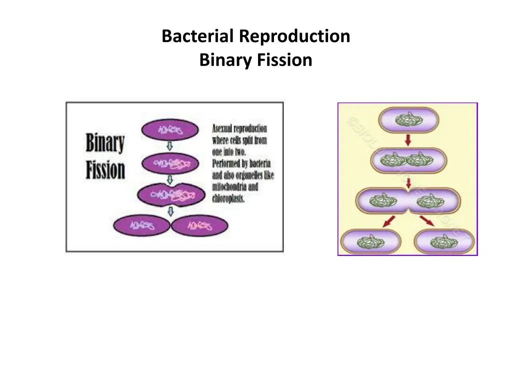 bacterial reproduction binary fission