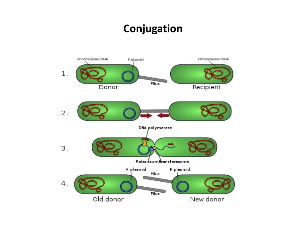 conjugation