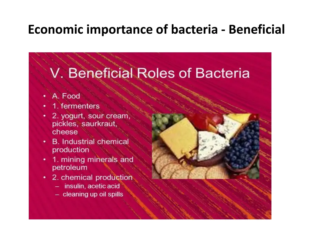 economic importance of bacteria beneficial