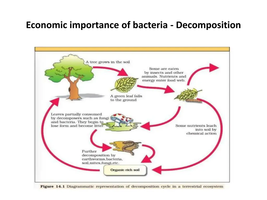economic importance of bacteria decomposition