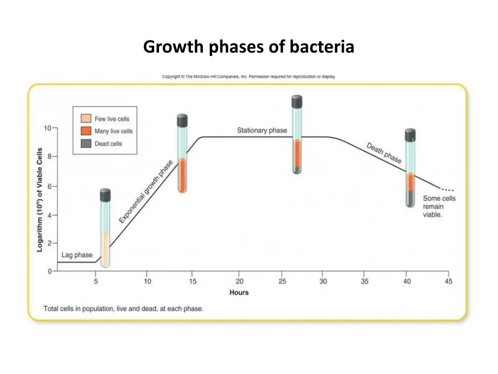 growth phases of bacteria