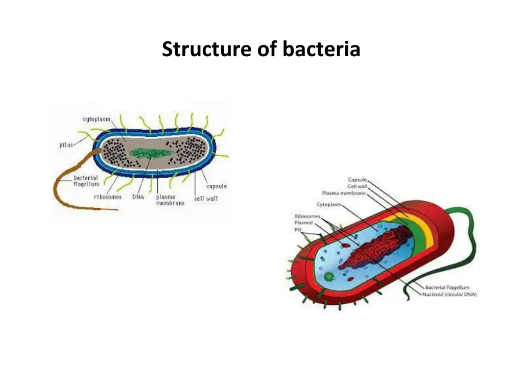 structure of bacteria