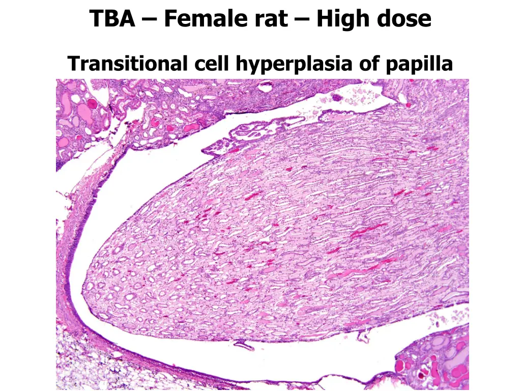 tba female rat high dose