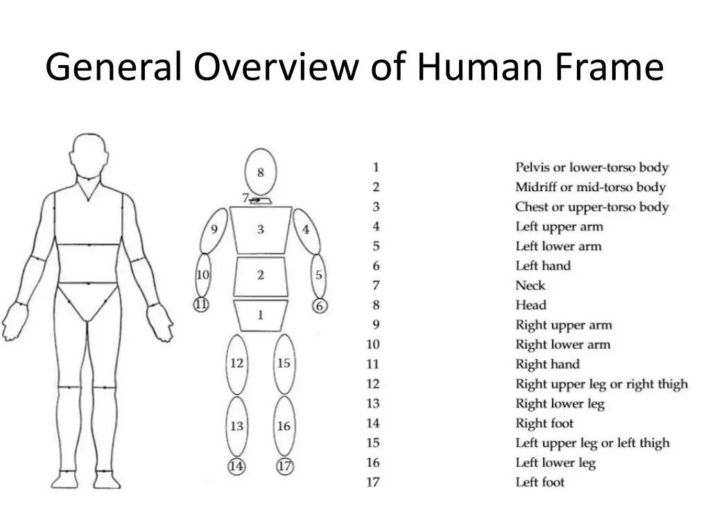general overview of human frame