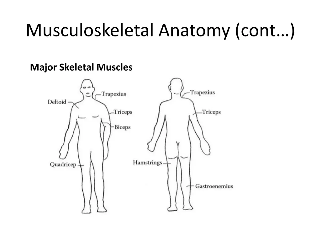 musculoskeletal anatomy cont