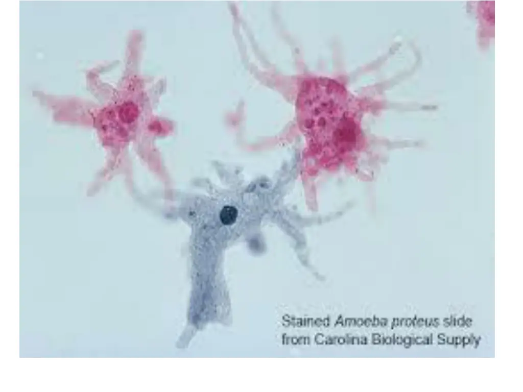 slide10