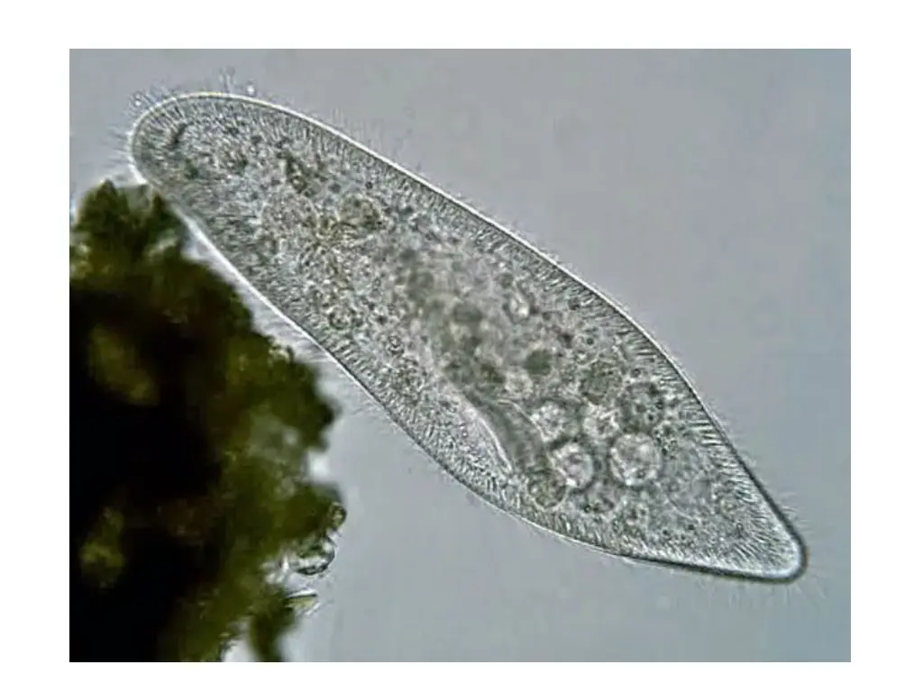 slide8