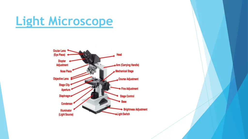 light microscope