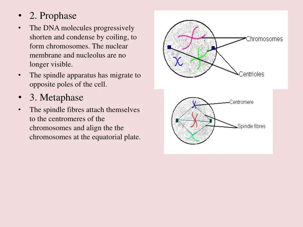 2 prophase the dna molecules progressively