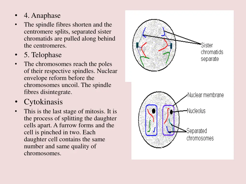 4 anaphase the spindle fibres shorten