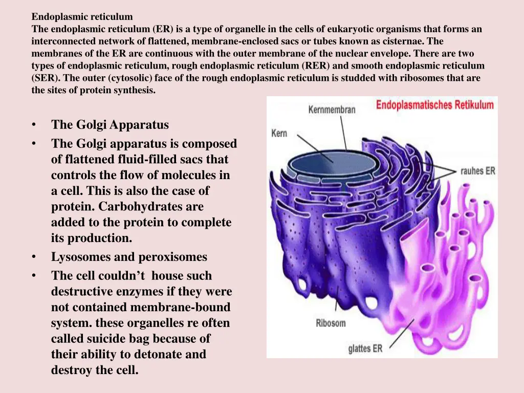 endoplasmic reticulum the endoplasmic reticulum