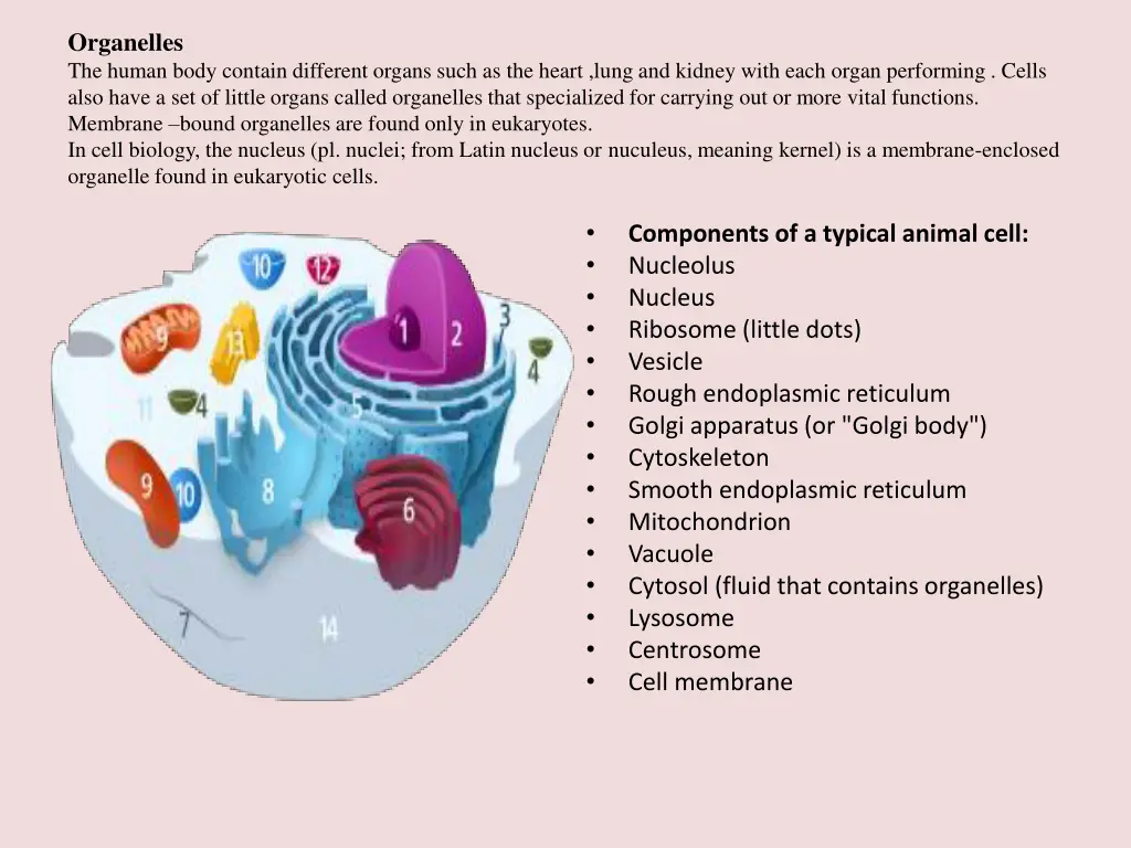 organelles the human body contain different
