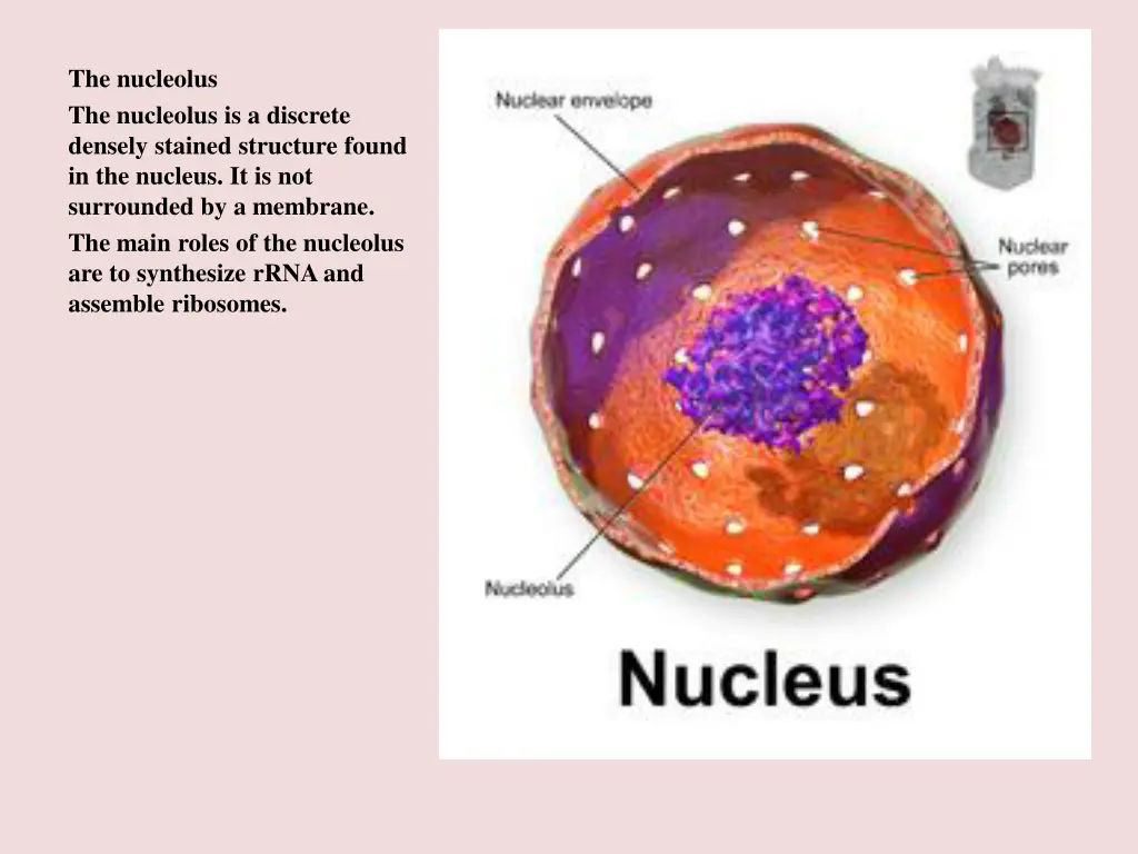 the nucleolus the nucleolus is a discrete densely