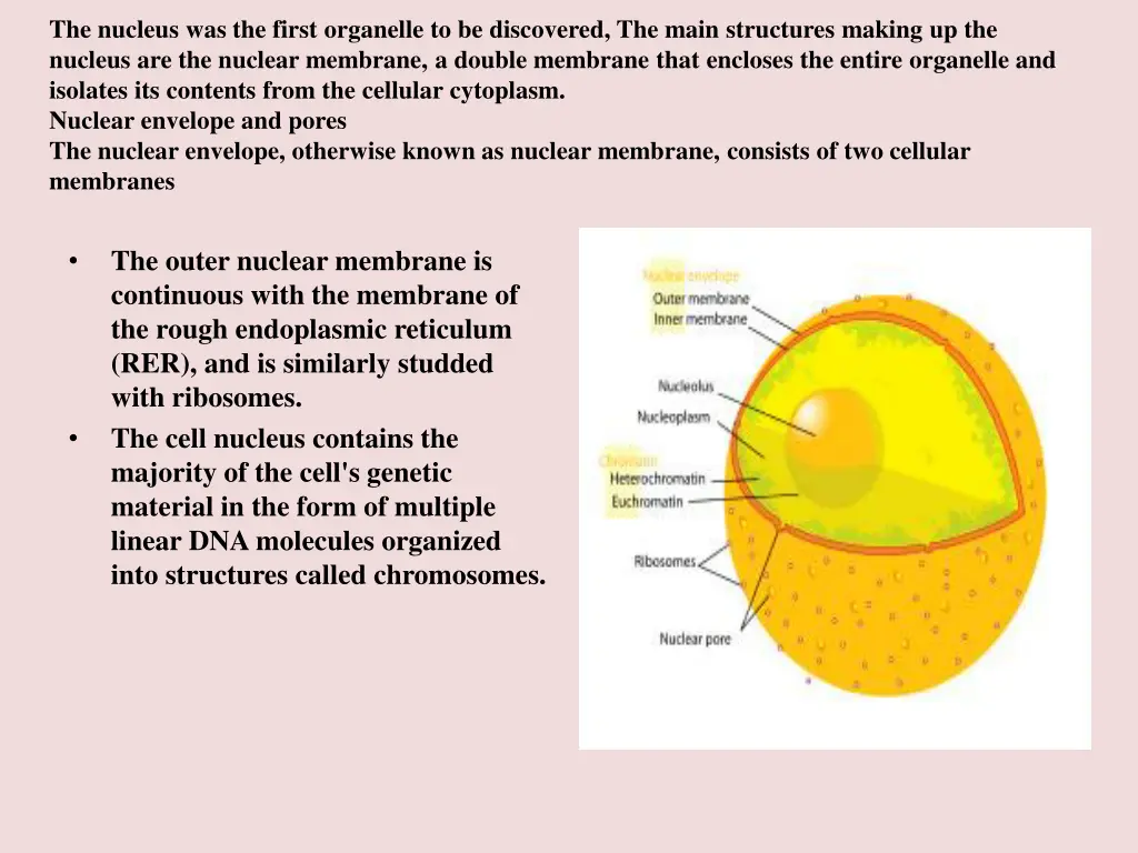 the nucleus was the first organelle