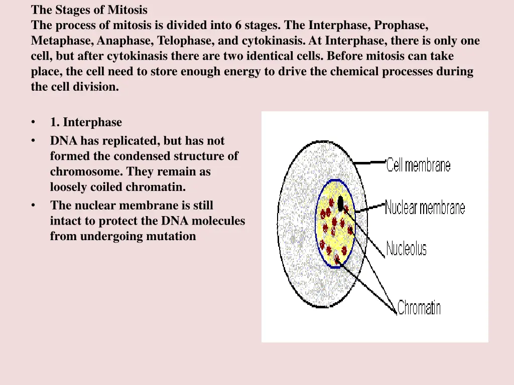the stages of mitosis the process of mitosis