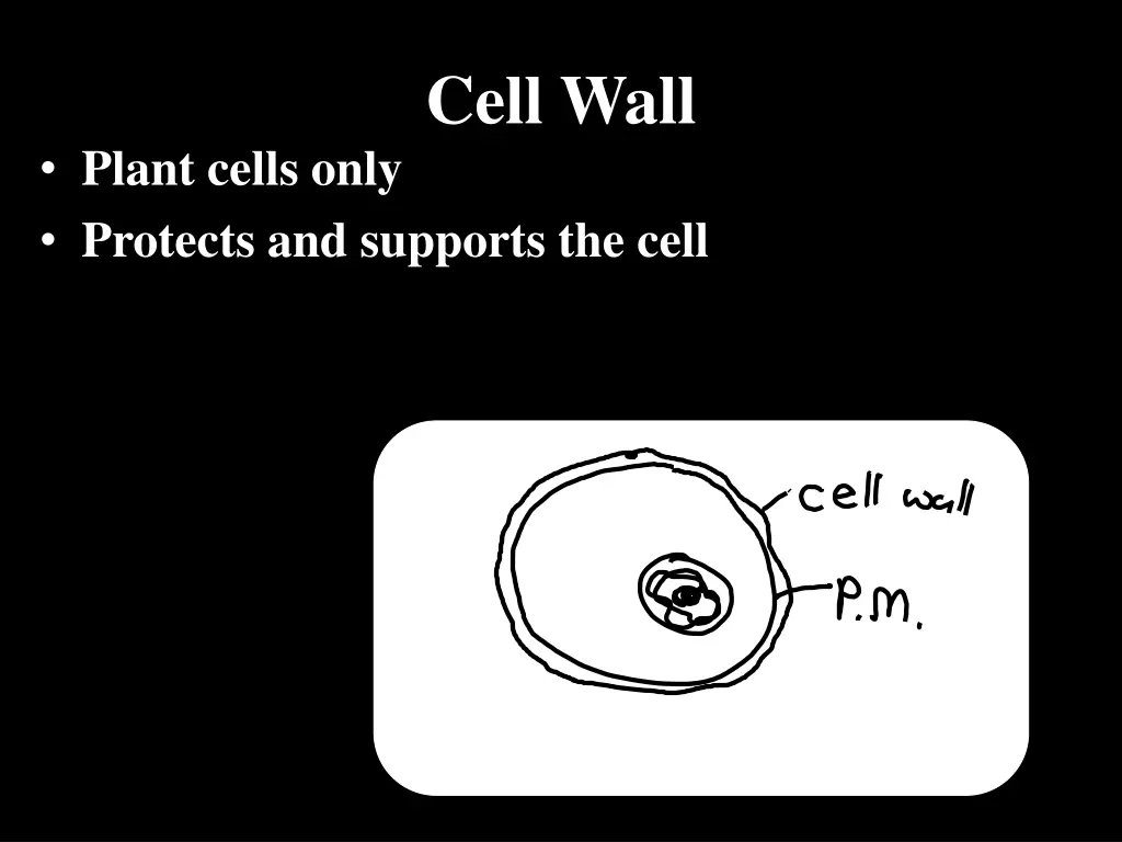 cell wall