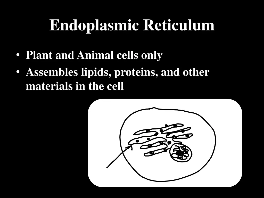 endoplasmic reticulum