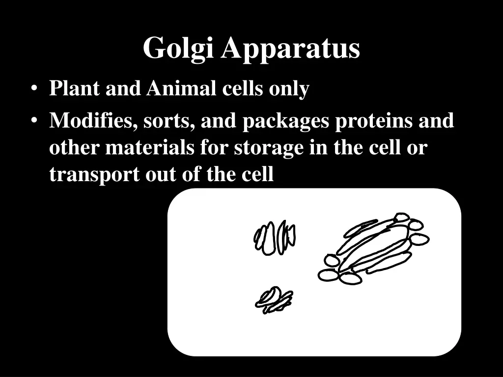 golgi apparatus