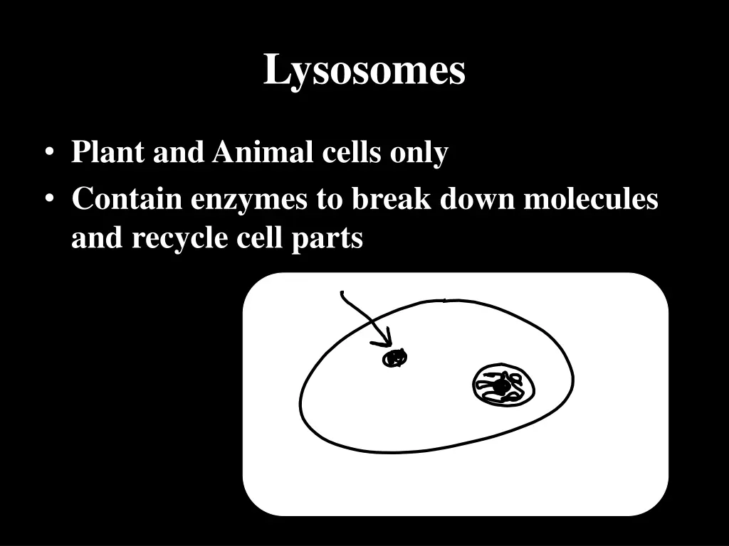 lysosomes