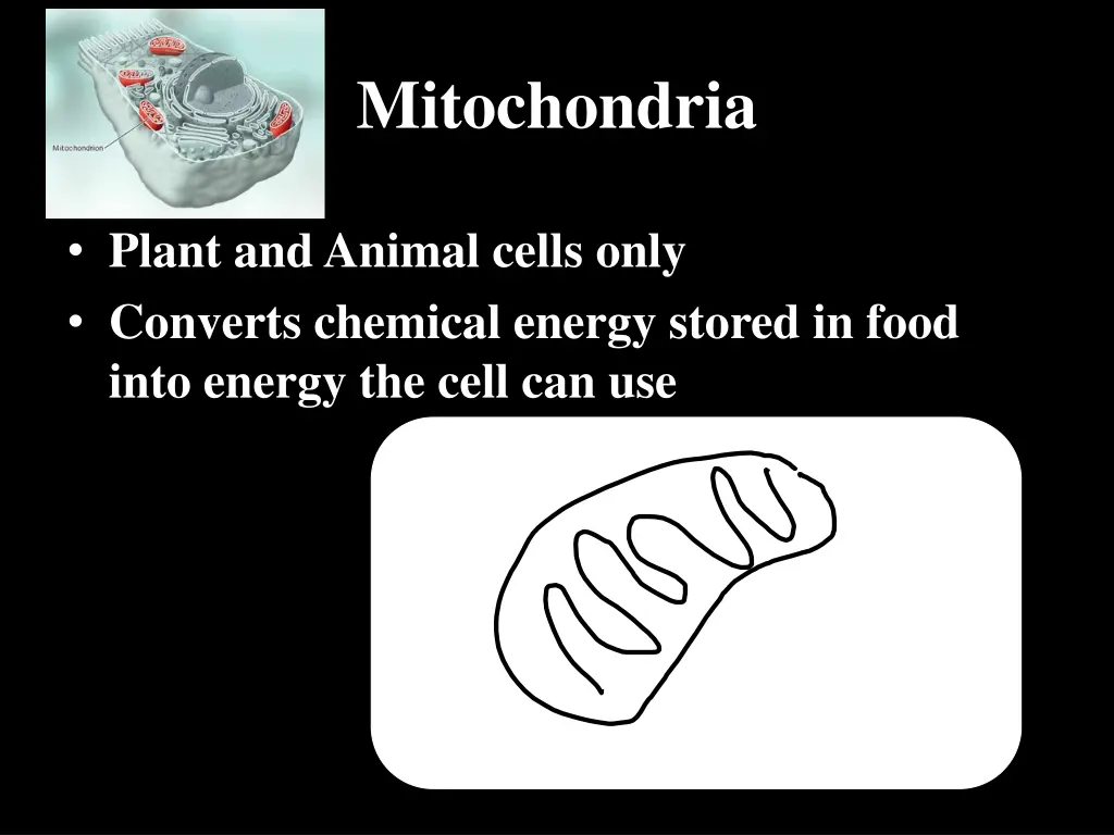 mitochondria