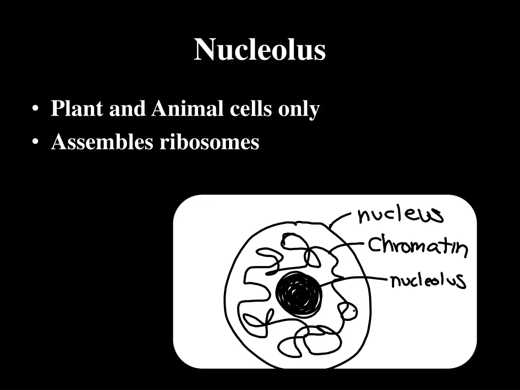 nucleolus