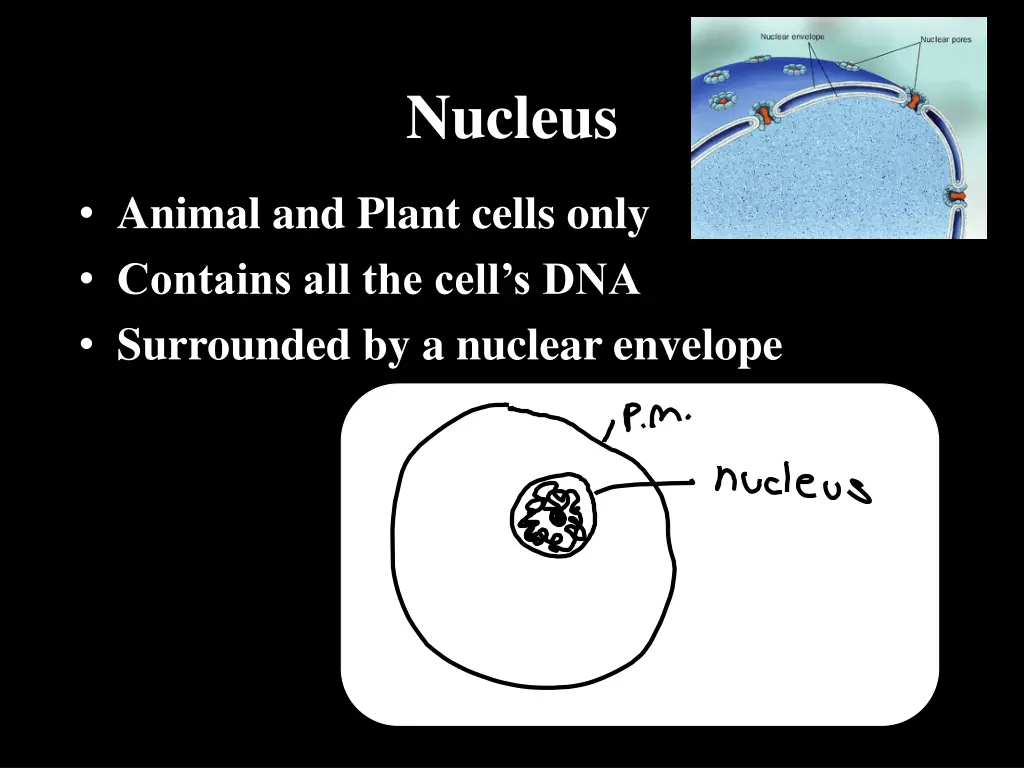 nucleus