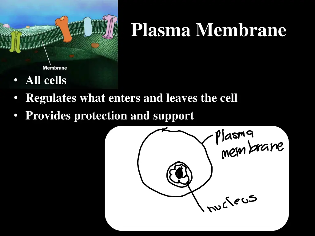 plasma membrane
